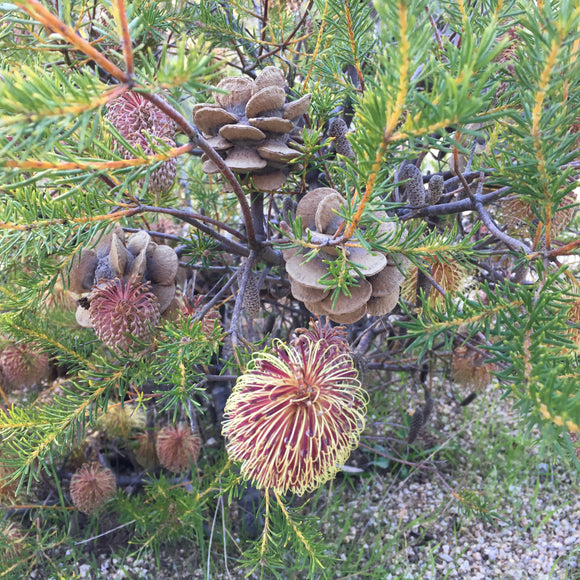 Banksia laricina - 2 gallon plant