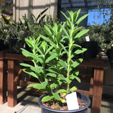 Salvia sessilifolia - 1 gallon plant