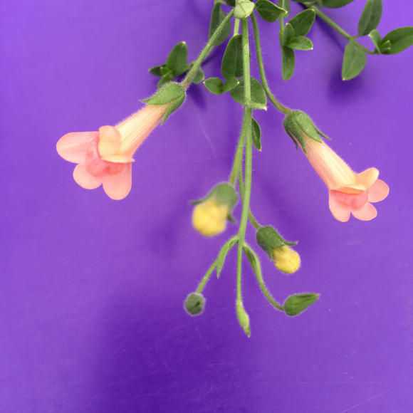 Gambelia speciosa 'Pink Panther' - 1 gallon plant