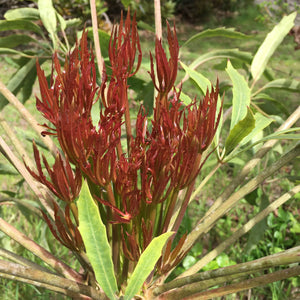 Cussonia paniculata - 5 gallon plant