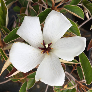 Trochetiopsis ebenus - 1 gallon plant