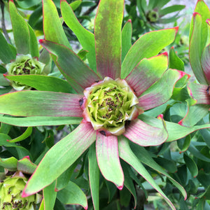 Leucadendron tinctum x - 1 gallon plant