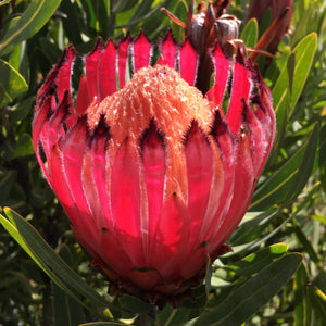 Protea neriifolia -flared form - 2 gallon plant