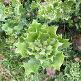 Banksia undata - 2 gallon plant