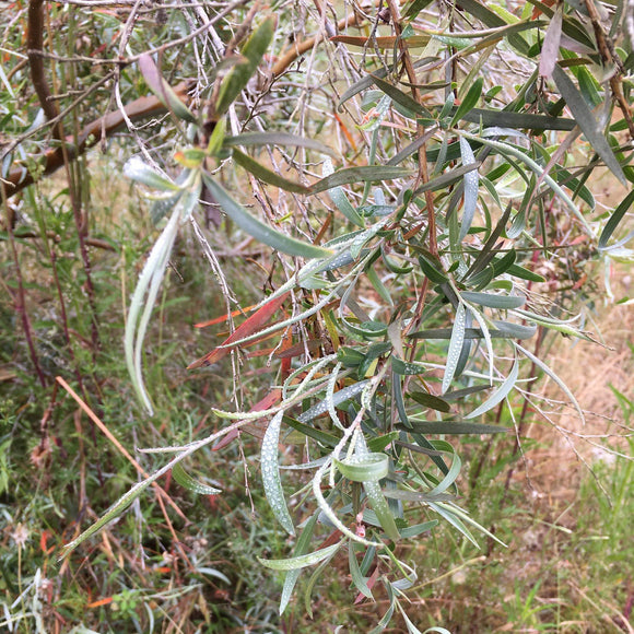 Leptospermum brachyandrum 'Silver' - 1 gallon plant
