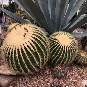 Echinocactus grusonii - 12 inch plant