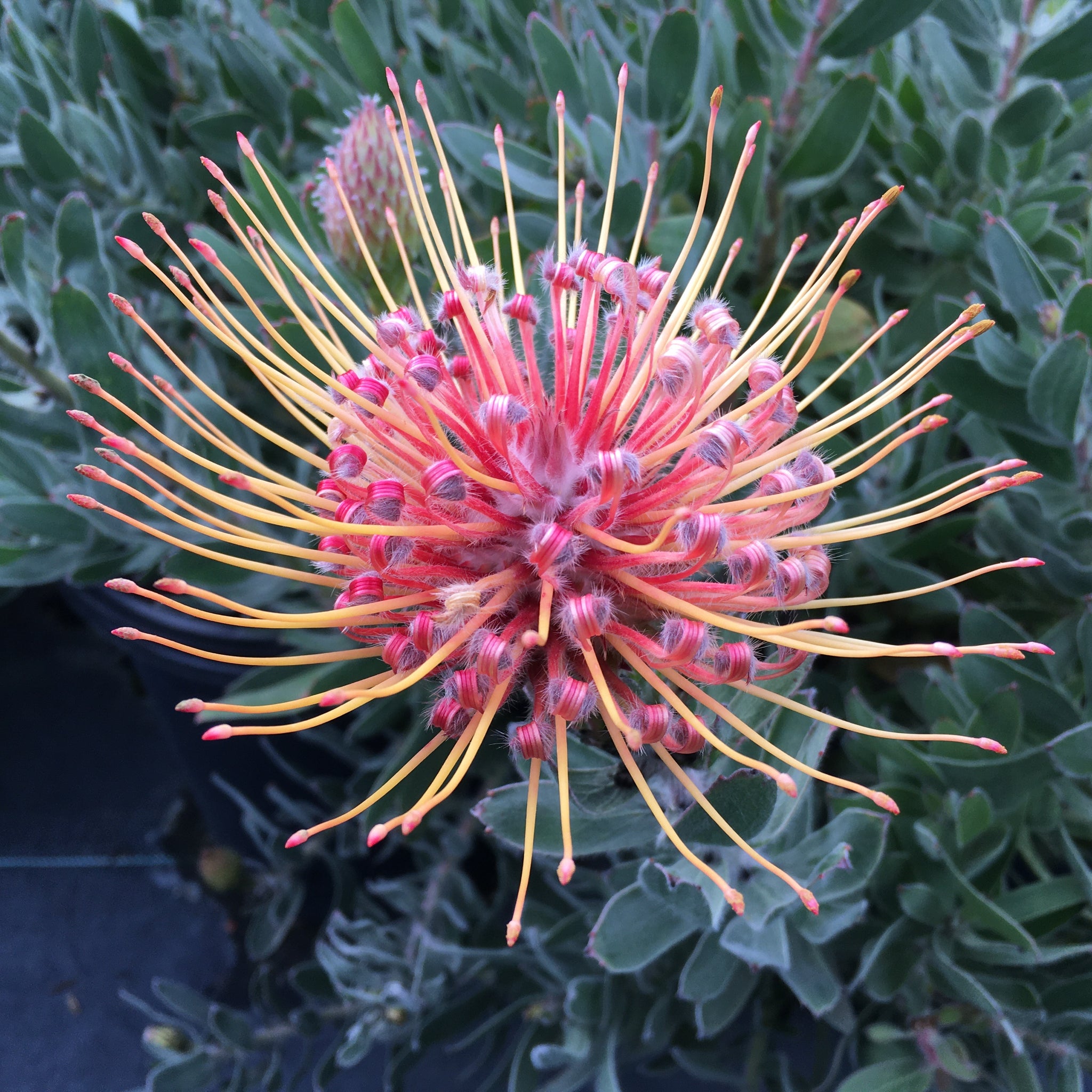 Leucospermum 'Spider' - 2 gallon plant – Norrie's Gift and Garden