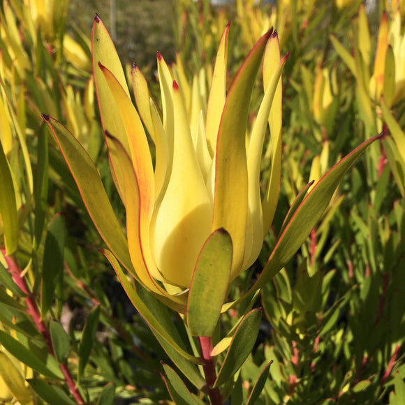 Leucadendron 'Inca Gold' - 2 gallon plant