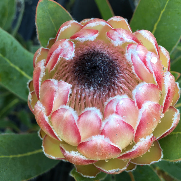 Protea 'Susara' - 2 gallon plant