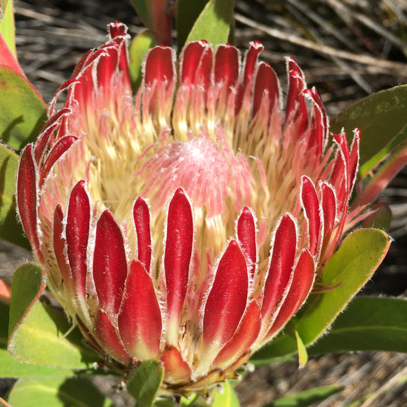 Protea obtusifolia (red flower) - 2 gallon plant