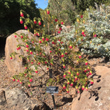 Darwinia leiostyla 'Mt. Trio' - 1 gallon plant