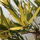 Leucadendron 'Monster' - 2 gallon plant