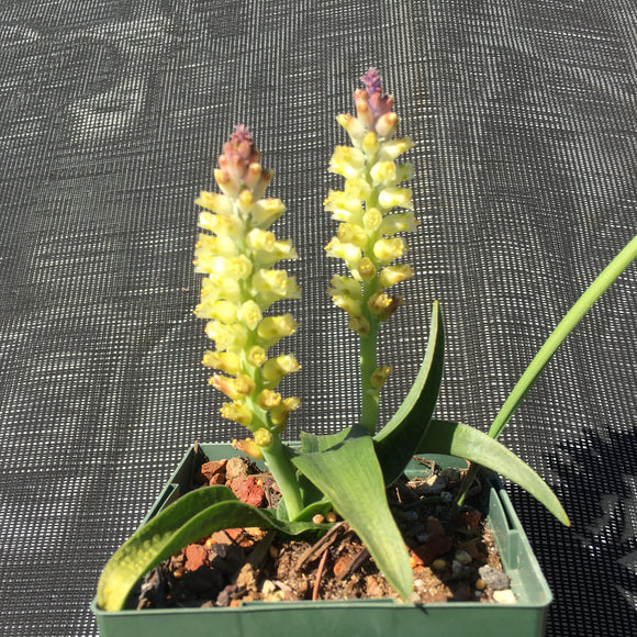 Lachenalia pallida - 4 inch plant