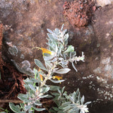Eremophila glabra 'Kalbarri Carpet' - 2 gallon plant