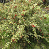 Grevillea victoriae 'East Gippsland' variegated form - 1 gallon plant