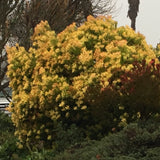 Leucadendron 'Wilson's Wonder' (male) - 3 gallon plant