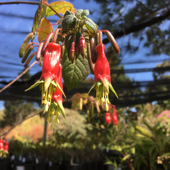 Fuchsia splendens - 1 gallon plant