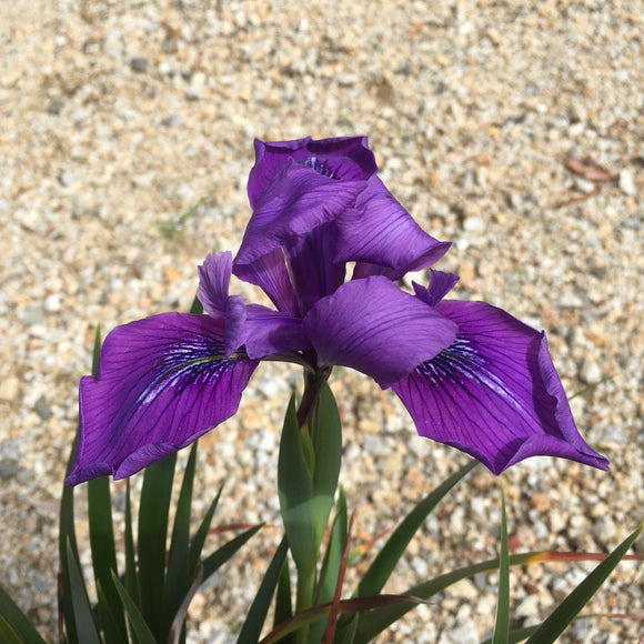Iris douglasiana 'Inverness' - 1 gallon plant