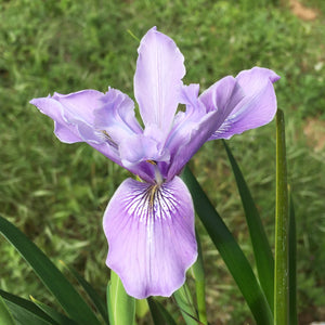 Iris douglasiana 'Gerri' - 1 gallon plant