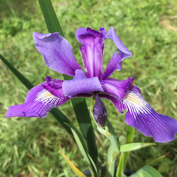 Iris douglasiana 'Santa Lucia' - 1 gallon plant