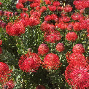 Leucospermum cordifolium 'Don's Red' - 2 gallon plant