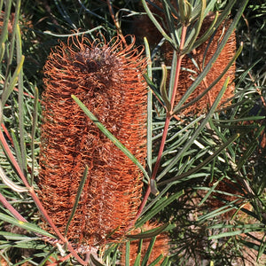 Banksia occidentalis - 2 gallon plant