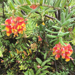 Grevillea alpina 'Wangaratta' - 5 gallon plant