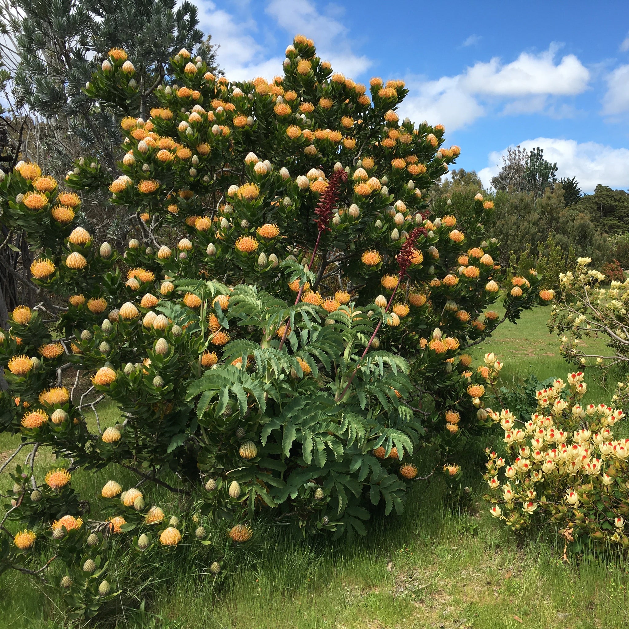 Leucospermum 'Veldfire' - 5 gallon plant – Norrie's Gift and
