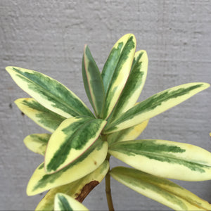 Hebe andersonii 'Variegata' - 1 gallon plant