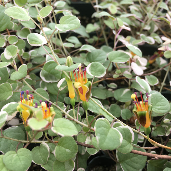 Fuchsia procumbens 'Variegata' - 1 gallon plant