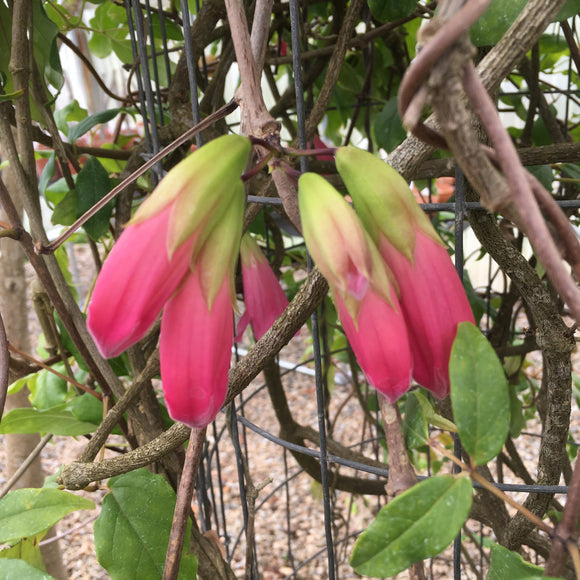 Tecomanthe burungu - 2 gallon plant