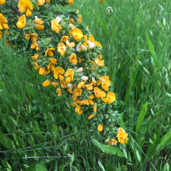 Pultenaea villosa 'Butterscotch - 1 gallon plant