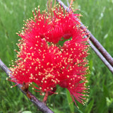 Melaleuca fulgens (red flower) - 2 gallon plant