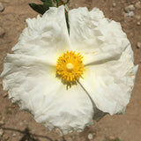 Cistus ladanifer 'Bennett's White' - 7 gallon plant