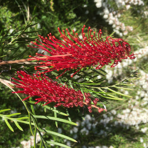 Grevillea 'Red Hooks' - 1 gallon plant