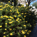 Leucospermum cordifolium 'Yellow Bird' - 5 gallon plant