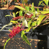 Grevillea 'Poorinda Royal Mantle' - 1 gallon plant