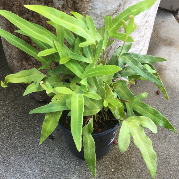 Pyrrosia hastata - 2 gallon plant