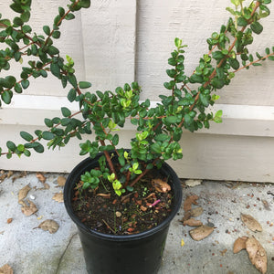 Ugni molinae - 1 gallon plant