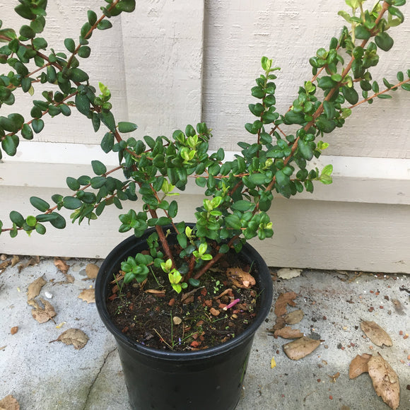 Ugni molinae - 1 gallon plant
