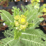 Tanacetum bipinnatum (camphoratum) - 1 gallon plant