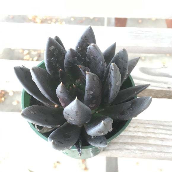 Echeveria 'Black Knight' - 4 inch plant