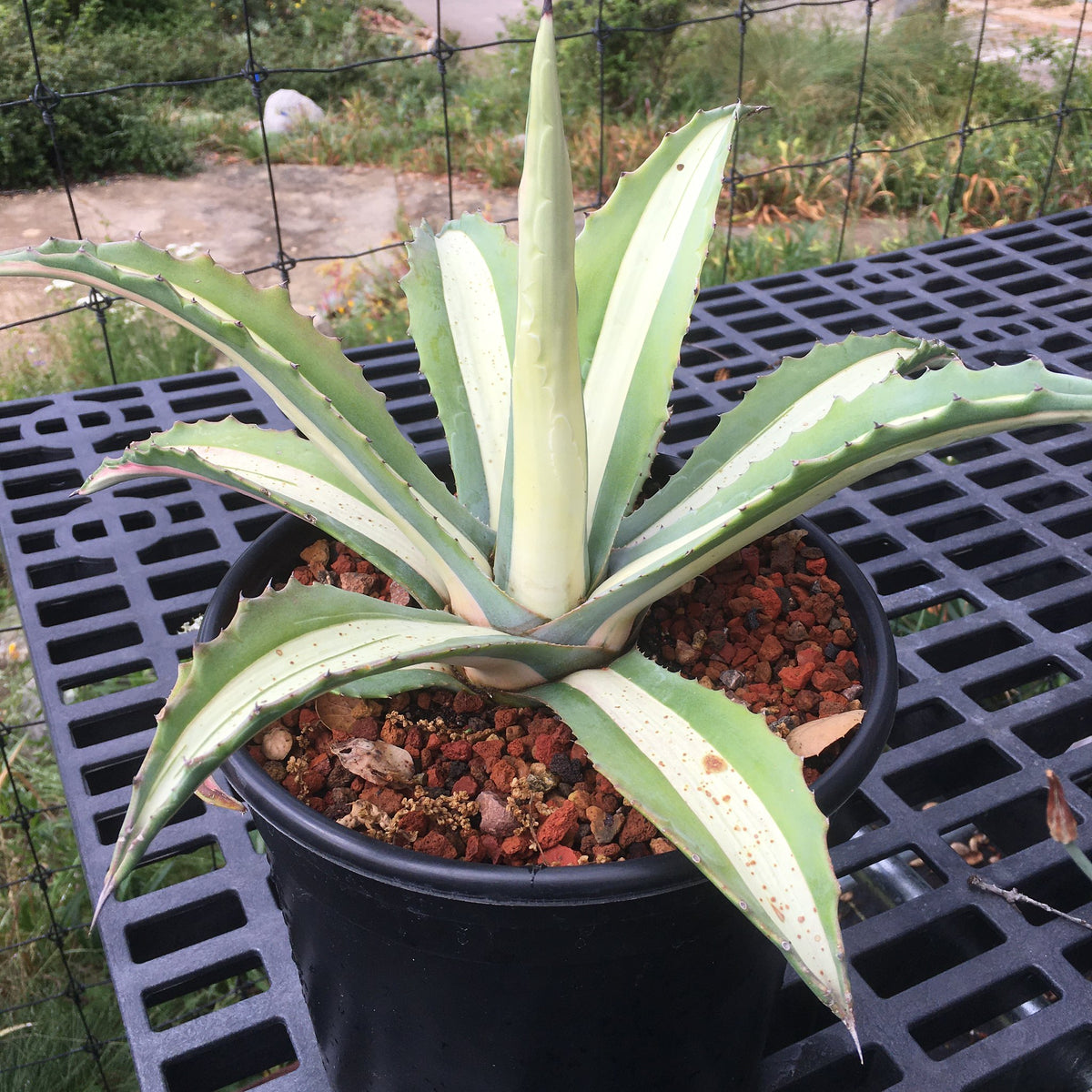 Agave americana var. medio-picta 'Aurea' - 1 gallon plant – Norrie's ...