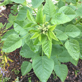 Hoita macrostachya - 1 gallon plant