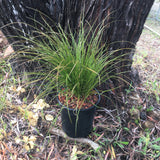 Carex testacea - 1 gallon plant