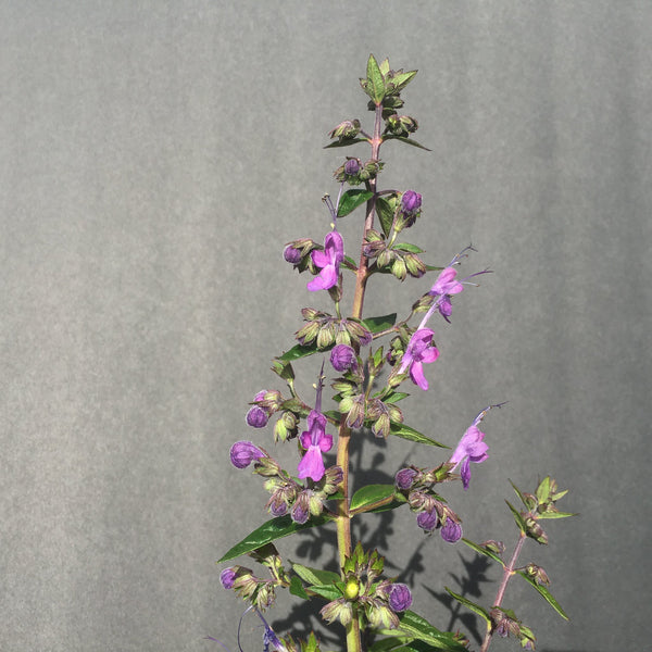 49892763061_a9c89ea484_k_grand