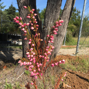 Boronia clavata 'Heather Wand' - 1 gallon plant