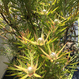 Leucadendron - seedling of 'Pisa' (female) - 1 gallon plant