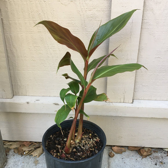 Hedychium greenei - 1 gallon plant
