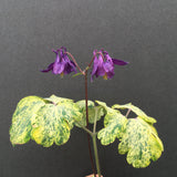 Aquilegia vulgaris 'Leprechaun Gold' - 1 gallon plant